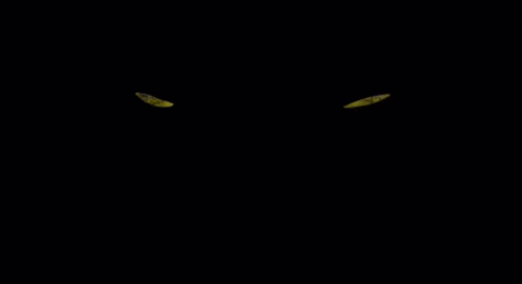 Cats GIF- Broadway Revival 2016