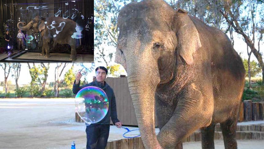 Gazillion Bubble Show- Elephant in a Bubble