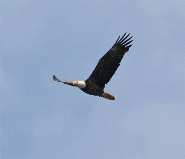 Eagle soaring gif